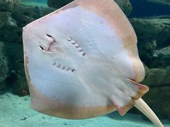 -珠海长隆海洋王国