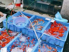 -清平路水族市场