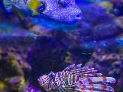 -太平洋海底世界