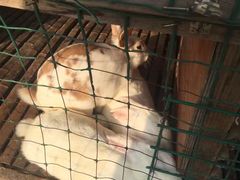 -明珠湖天鹅苑·农家菜馆