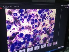 -爱侣宠医·鹦鹉专科·小型哺乳类·异宠专科(灵石路店)