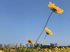 -洋湖国家湿地公园