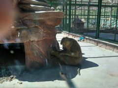 -新疆天山野生动物园