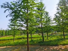 -黄海国家森林公园