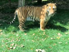 -北京野生动物园