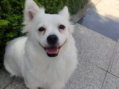 -福懋动物医院·犬猫全科·外科·重症科(杏林分院)