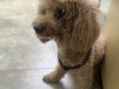 -美联众合动物医院·24h转诊中心