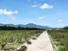 -亚龙湾国际玫瑰谷
