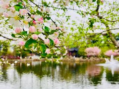 -莫愁湖公园