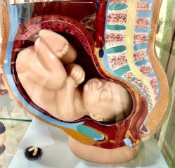 -重庆五洲妇儿医院·妇幼保健