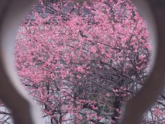 -八大山人梅湖景区