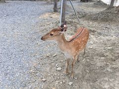 -鹿境梅花鹿生态园区