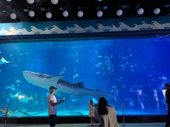 -烟台海昌鲸鲨海洋公园