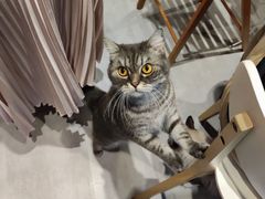 -猫儿山۰猫主题餐厅