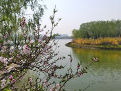 -大兴滨河森林公园