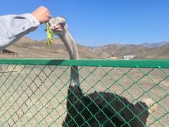 -新疆天山野生动物园