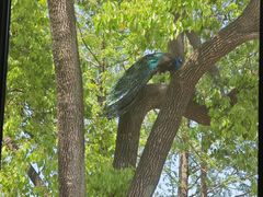 -J Create城市露营咖啡·简餐·宠物(上海动物园店)