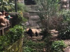 景点-成都大熊猫繁育研究基地