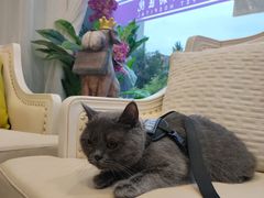 -宠爱国际动物医院· 猫科· 外科·中兽医(长白店)