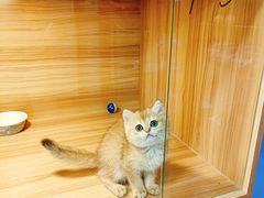 -猫十亿·布偶金渐层·曼基康矮脚猫舍(青年路店)