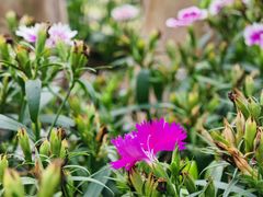 -粥旺庄(芳村店)