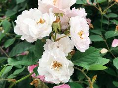 -贡湖湾湿地公园