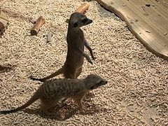 -绿色星球动物主题公园