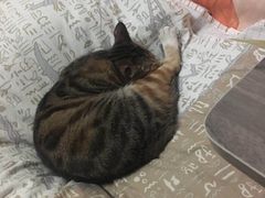 -伟伟宠物医院·CT影像中心·瑞派犬猫综合性门诊(汉口总院)