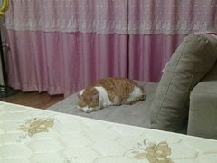 -艾贝尔宠物医院·24H转诊中心·肿瘤猫专科(江宁双龙店)
