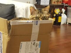 -艾贝尔宠物医院·宠保定点·超声绝育·免疫点(樱花路店)