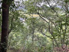 -上海佘山国家森林公园天马山园