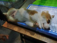 -宠物世家(仲盛世界商城店)
