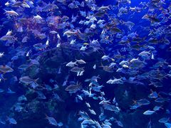 -成都浩海立方海洋公园