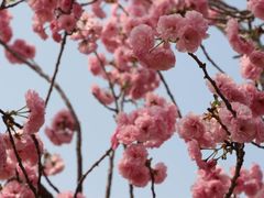 景点-天适樱花悠乐园