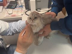 -瑞派·关忠动物医院·异宠专科·犬猫肿瘤·皮肤专科(望京店)