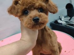 -宠福鑫康馨动物医院·骨科·眼科