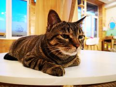-猫的茶·猫咖