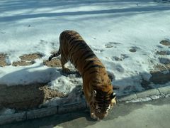 -北京野生动物园