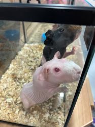 -Moni星球萌宠·小马宝莉·灵蛇·高端高阶全萌宠互动体验俱乐部(红豆国际广场店)