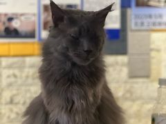 -平行世界·猫咖(首经贸店)