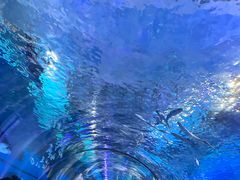 -海合安武汉极地海洋公园