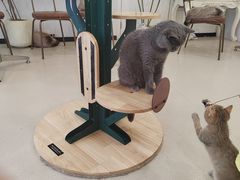 -共舞时光猫咖·狗咖(新街口店)