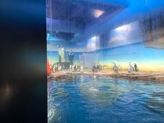 -海合安武汉极地海洋公园