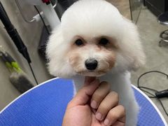 -PETKIT小佩宠物·低压洗护(国顺东路店)