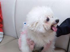 -美联众合动物医院·24h转诊中心