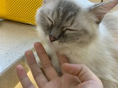 -喵喵咪呀布偶猫咖(春熙路店)