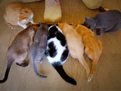 -猫咖时代(中山亭店)
