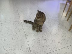 -喵园·猫主题咖啡厅·撸猫·猫咖(国贸店)