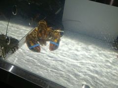 android_upload_pic-RED LOBSTER(多伦多DT店)