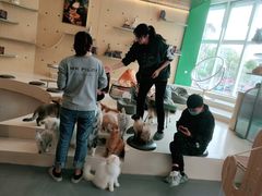 -飞行喵MR PILOT|猫舍·猫咖(静安大融城店)